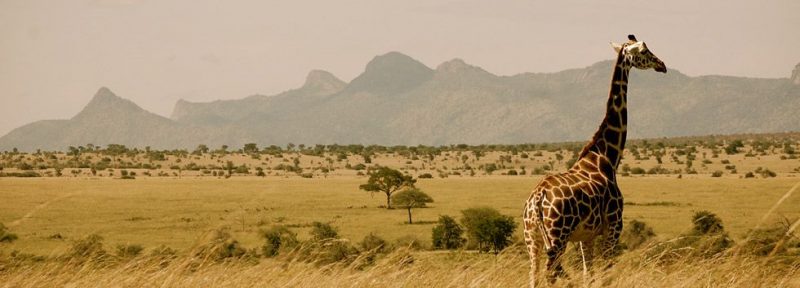 Giraffe in Uganda