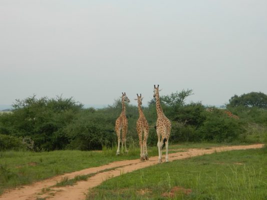 Drei Giraffen im Murchison Falls Nationalpark in Uganda