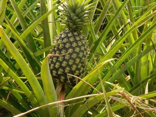 Unreife Ananas auf einer Ananasplantage in Uganda