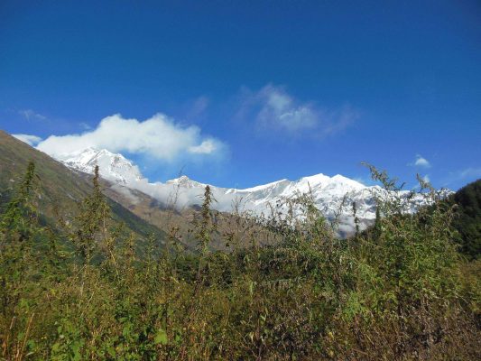 Wälder und Gräser im Annapurna-Massiv