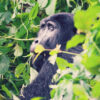 Gorilla im Grünen