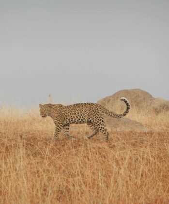 Leopard in der Steppe