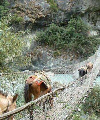 Mulis gehen über eine Hängebrücke