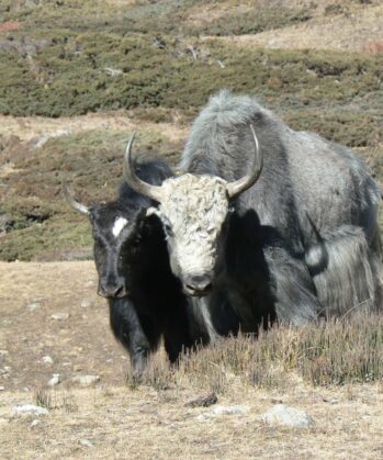 Zwei Yaks