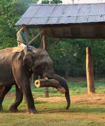 Mahout reitet auf Elefant der einen Baumstamm im Maul hat