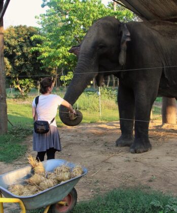 Frau füttert Elefant