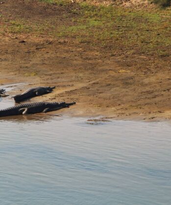 Krokodile im Chitwan Nationalpark