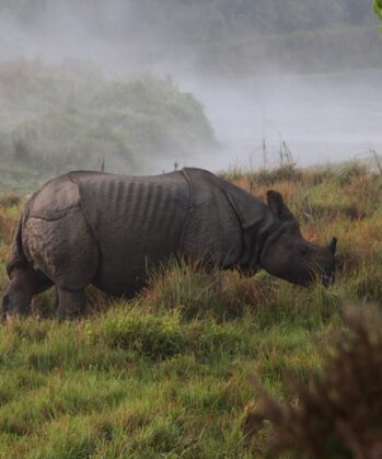 Panzernashorn im Chitwan Nationalpark