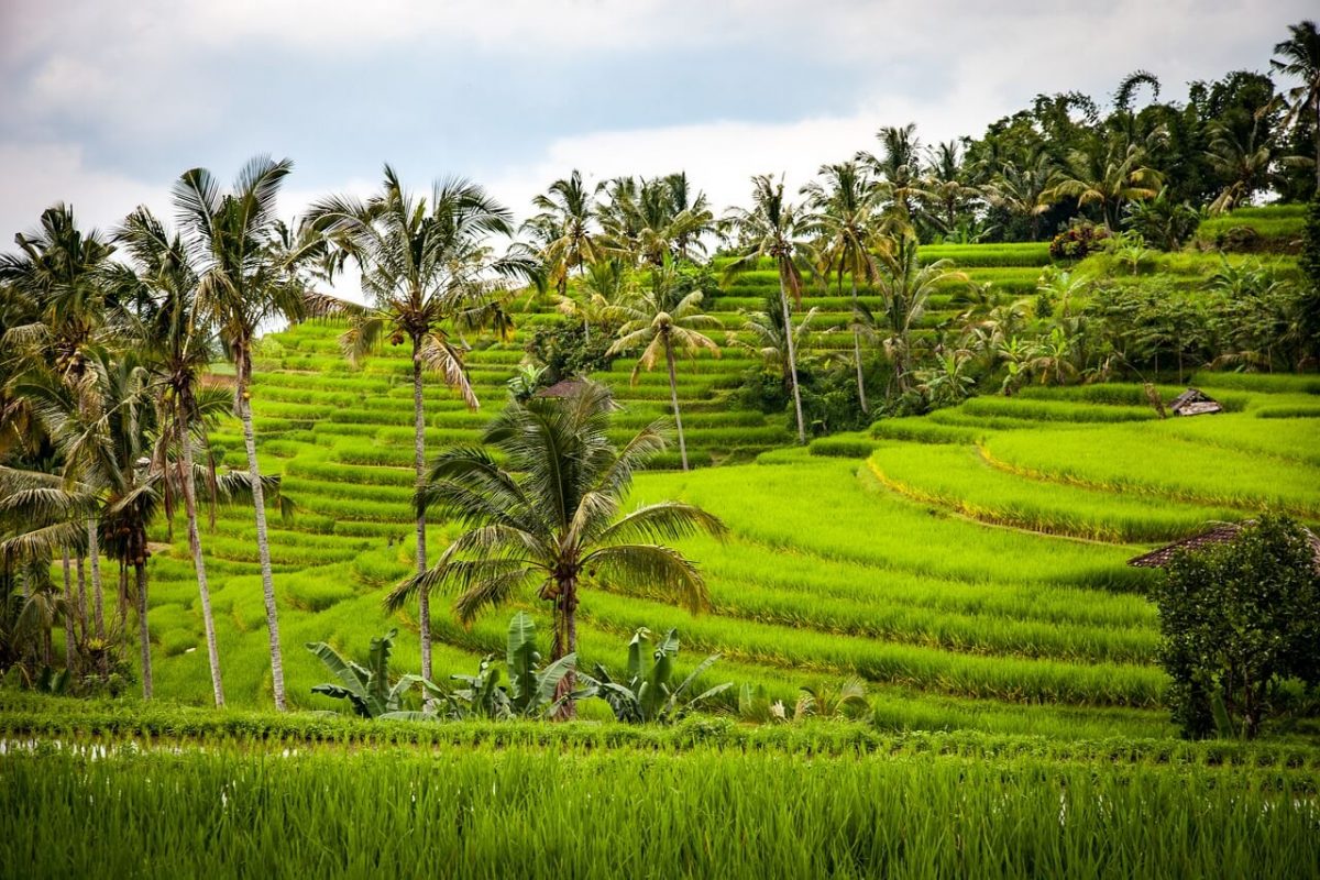 Reisterrassen in Indonesien