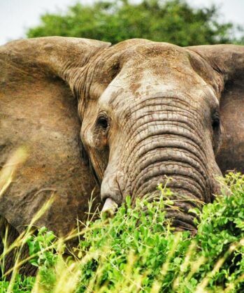 Elefant in Uganda