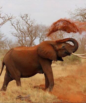 Elefant wirft Erde mit seinem Rüssel