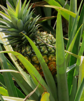 Leckere Ananas aus Uganda