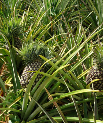 So wachsen Ananas in Uganda