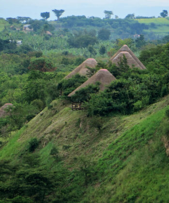 Sattgrüne Landschaft in Zentraluganda