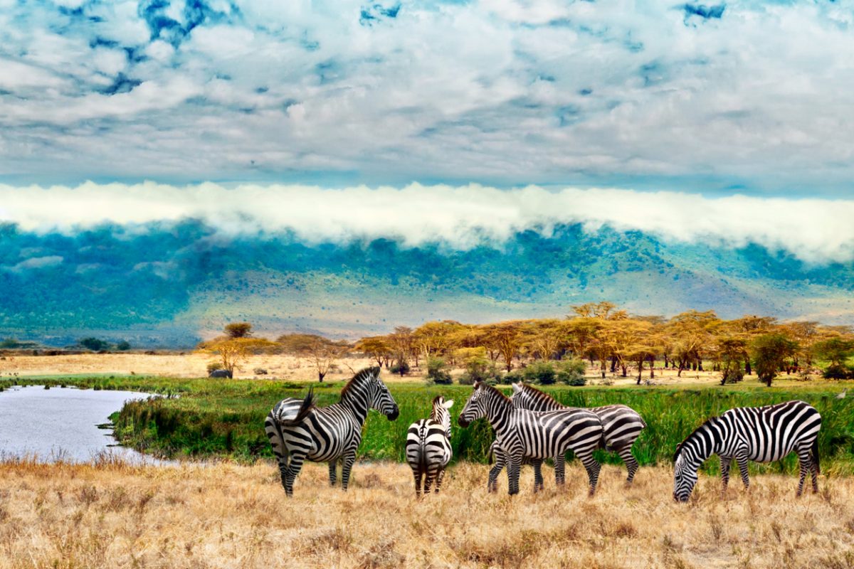 Zebras in Uganda. Reisen mit Karmalaya.