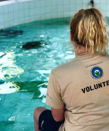 Volontärin blickt auf Schildkröten-Aufzuchtbecken