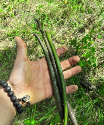 Baby mangrove