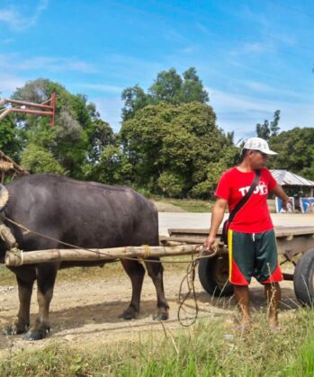 Farmer with a bull on Palawan island