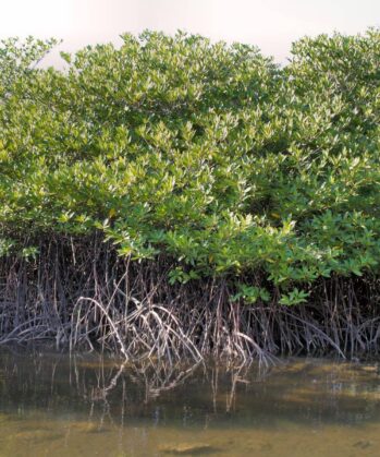 Mangrove
