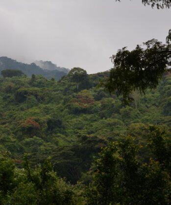 Berge & Regenwald Tansania