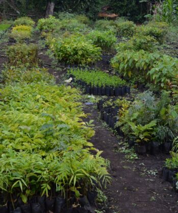 Baum Plantagen