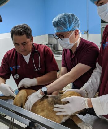 Operation in der Tierklinik Peru