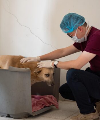Medizinischer Check-up Tierklinik
