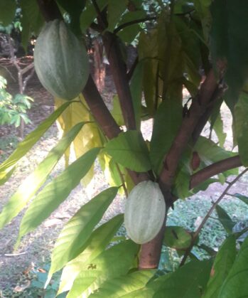 Kakaoplantage Costa Rica