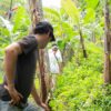Volontär auf Plantain Plantage in Costa Rica