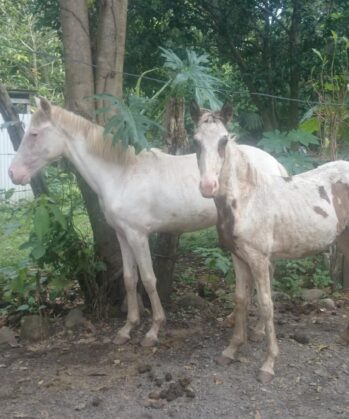 Fohlen Costa Rica