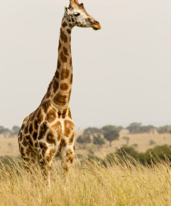 Wildlife Conservation KENIA